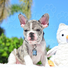 29 Best Photos Blue Pied French Bulldog For Sale California : French Bulldog Puppies Los Angeles Home Facebook