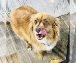 Small #2 Australian Shepherd