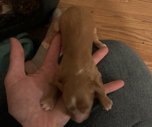 Dachshund Puppy for sale in FOREST GROVE, OR, USA