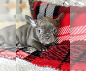 French Bulldog Puppy for sale in ELMHURST, IL, USA