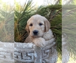 Small Photo #11 Goldendoodle Puppy For Sale in PROSPECT, VA, USA