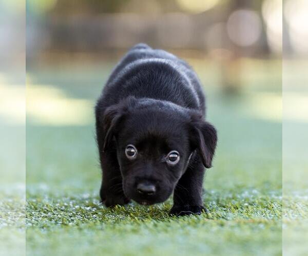 Medium Photo #3 Dachshund-Unknown Mix Puppy For Sale in San Diego, CA, USA