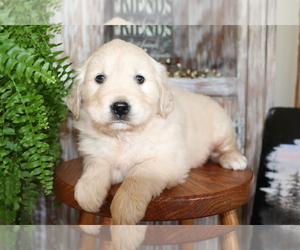 Golden Retriever Puppy for sale in SHILOH, OH, USA