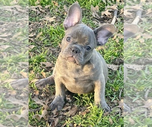 French Bulldog Puppy for sale in WEATHERFORD, TX, USA