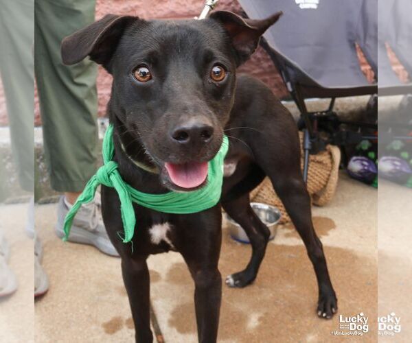 Medium Photo #4 Labrador Retriever-Unknown Mix Puppy For Sale in Washington, DC, USA