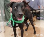 Small #3 Labrador Retriever Mix