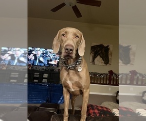 Father of the Weimaraner puppies born on 11/17/2023