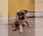 Small Photo #4 American Bully Puppy For Sale in OZONE PARK, NY, USA