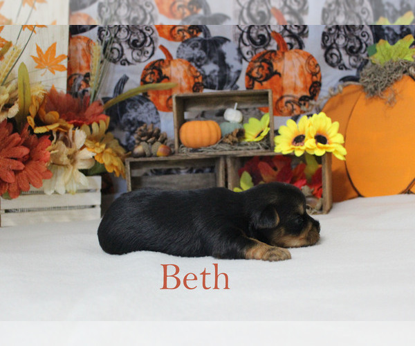 Medium Photo #4 Yorkshire Terrier Puppy For Sale in CHANUTE, KS, USA