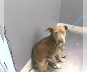 Medium American Staffordshire Terrier Mix