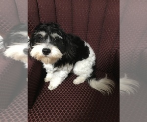 Havanese Puppy for sale in LIVONIA, MI, USA