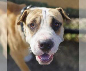 Chinese Shar-Pei-Unknown Mix Dogs for adoption in San Antonio, TX, USA