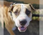 Small Chinese Shar-Pei Mix