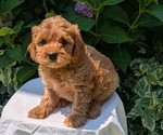 Small Photo #38 Cavapoo Puppy For Sale in GOSHEN, IN, USA