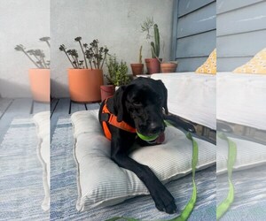 Chase - Male Labrador Retriever-Unknown Mix Dog for Adoption - Photo #6