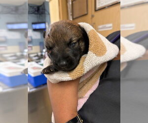 Mutt Dogs for adoption in Riverside, CA, USA