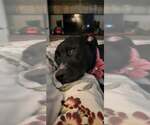 Small #1 Bull Terrier-Labrador Retriever Mix