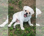 Puppy 3 Daug