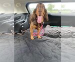 Small Photo #11 Bloodhound Puppy For Sale in Brookville, OH, USA