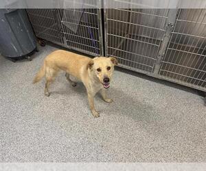 Labrador Retriever-Unknown Mix Dogs for adoption in Houston, TX, USA