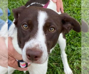 Rat Terrier-Unknown Mix Dogs for adoption in Canton, CT, USA