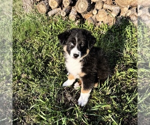 Australian Shepherd Puppy for Sale in UNIONVILLE, Iowa USA