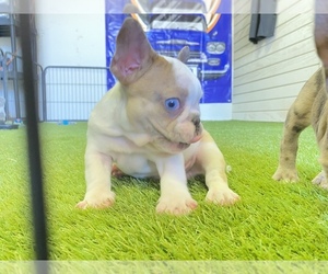 French Bulldog Puppy for sale in MORENO VALLEY, CA, USA