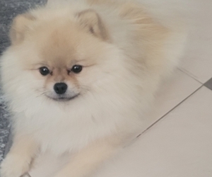 Father of the Pomeranian puppies born on 03/21/2025