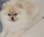Small Photo #1 Pomeranian Puppy For Sale in MENIFEE, CA, USA