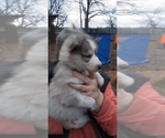 Small Photo #6 Siberian Husky Puppy For Sale in TERRE HAUTE, IN, USA