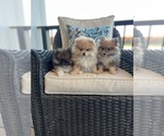 Small Photo #10 Pomeranian Puppy For Sale in ODIN, IL, USA
