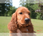 Puppy Aqua M Irish Setter