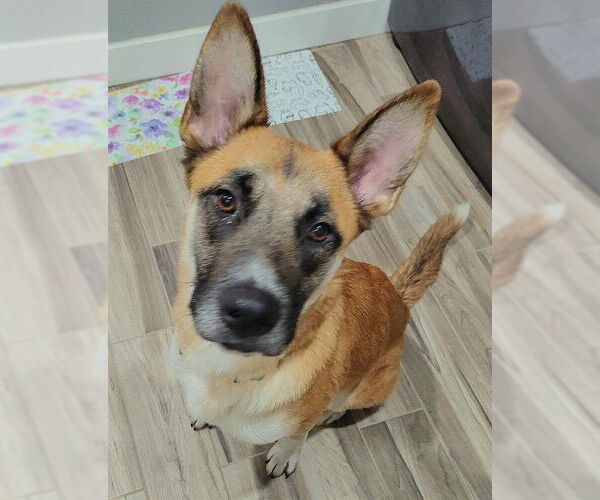 Medium Photo #2 German Shepherd Dog-Unknown Mix Puppy For Sale in Sacramento, CA, USA