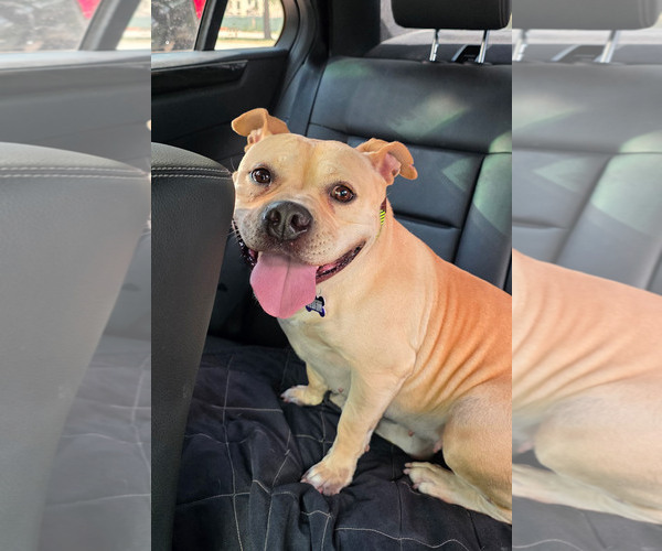 Medium Photo #4 Bulldog-Staffordshire Bull Terrier Mix Puppy For Sale in Houston, TX, USA