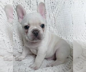 French Bulldog Puppy for sale in HOLLYWOOD, FL, USA