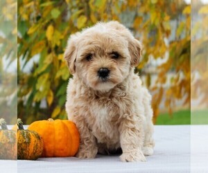 Havanese-Poodle (Toy) Mix Puppy for sale in EAST EARL, PA, USA