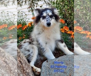 Pomsky Puppy for sale in SHIPSHEWANA, IN, USA