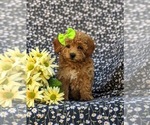 Small #3 Poodle (Miniature)