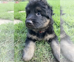 German Shepherd Dog Puppy for sale in BOERNE, TX, USA