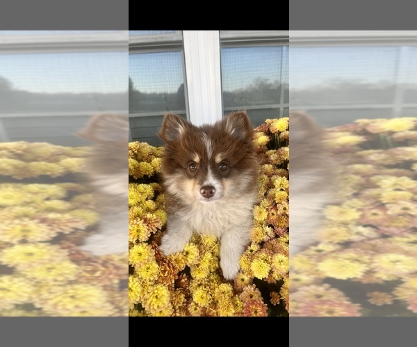 Medium Photo #1 Pomeranian Puppy For Sale in PEEBLES, OH, USA