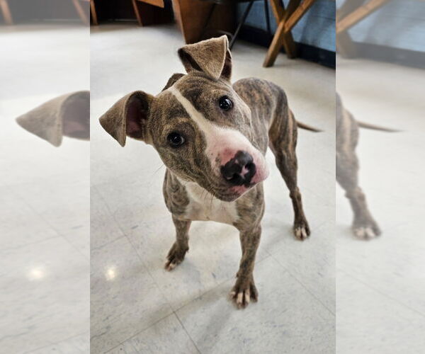 Medium Photo #2 Unknown-Whippet Mix Puppy For Sale in Lexington Park, MD, USA