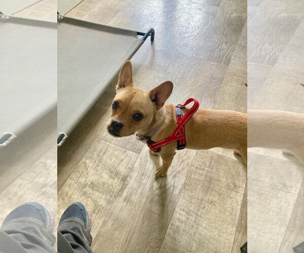 Medium Photo #3 French Bulldog-Unknown Mix Puppy For Sale in San Diego, CA, USA