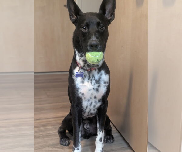 Medium Photo #6 Labrador Retriever-Unknown Mix Puppy For Sale in Newport Beach, CA, USA
