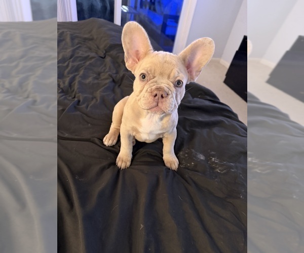 Medium Photo #17 French Bulldog Puppy For Sale in ARVERNE, NY, USA