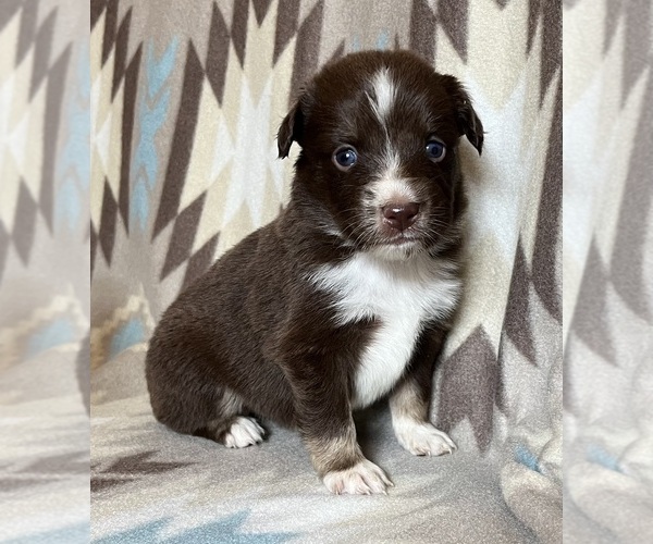 Medium Photo #1 Miniature Australian Shepherd Puppy For Sale in FORT MORGAN, CO, USA