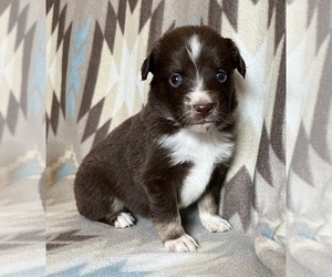 Miniature Australian Shepherd Puppy for sale in FORT MORGAN, CO, USA