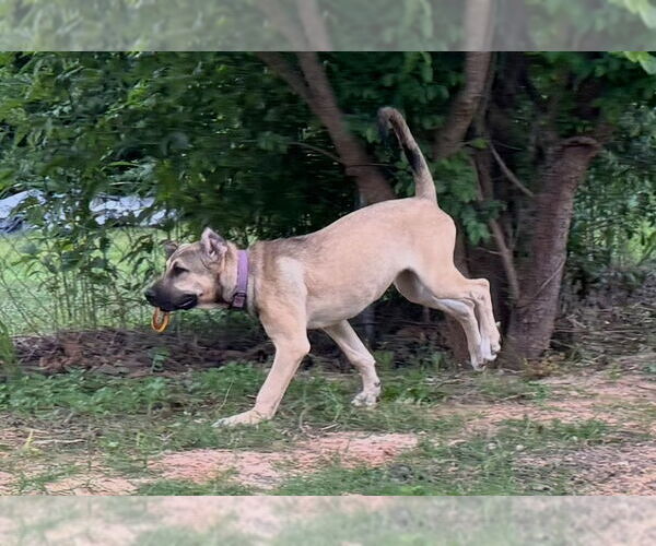 Medium Photo #27 Anatolian Shepherd-Rhodesian Ridgeback Mix Puppy For Sale in Higley, AZ, USA