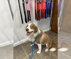 Border Collie-Unknown Mix Dogs for adoption in Monticello, MS, USA