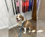 Small Border Collie Mix