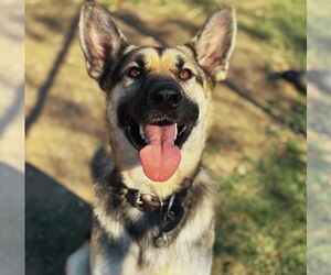 German Shepherd Dog Dogs for adoption in Waldron, AR, USA